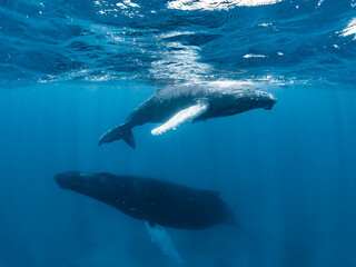 Fototapeta premium Humpback Whale Mother and Calf