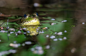 American bullfrog in water in a pond at night