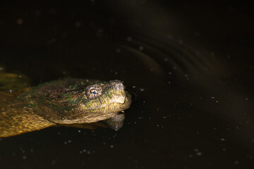 Common snapping turtle in a pond at night