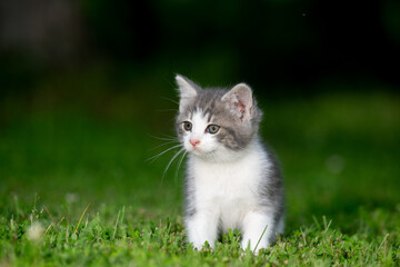 Cute kitten sitting in green grass on a summer day