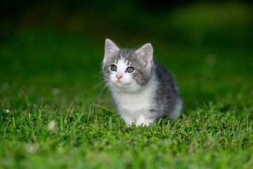Cute kitten sitting in green grass on a summer day