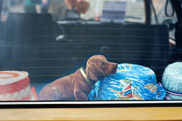 Bobblehead dachshund between covered toilet paper rolls on the parcel shelf in a vintage car, in...