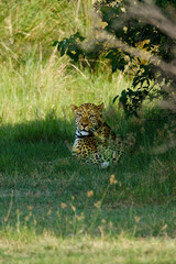 LEOPARDO MACHO EN BOTSWANA