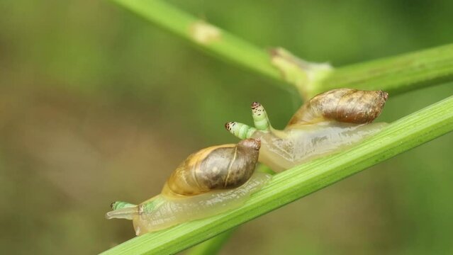 Zwei mit Leucochloridium paradoxum befallene Bernsteinschnecken (Succinea putris)
