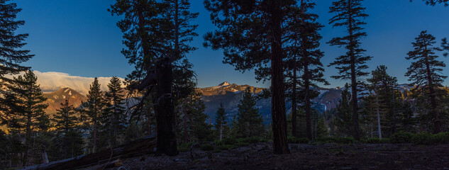 Sunrise In The Forest