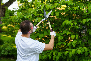 Young Man gardener cut or trim bush with secateurs tool in the garden outdoors.