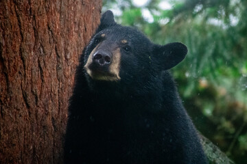 Black Bear Cubs Timber and Thorn © Jennifer