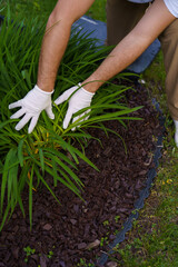 Fototapeta premium Outdoors portrait of young man in blue t-shirt and gloves working in garden. Countryside life