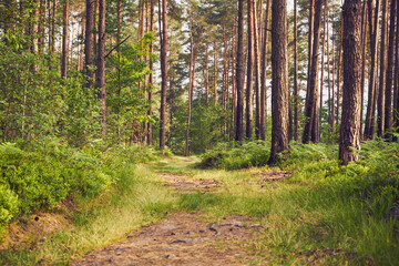 leśna droga 