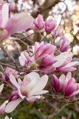 Fototapeta premium Pink magnolia blossom tree macro photography
