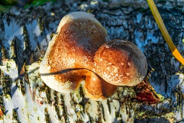 Fototapeta premium mushroom on a tree