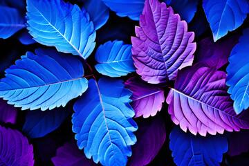 Close-up of a cluster of deep blue or purple leaves. The smooth, veiny texture of the leaves fills the frame. The rich color creates a dramatic and eye-catching background.