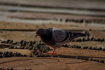 A pigeon walking on the ground, with sunlight and its shadow cast on the ground.