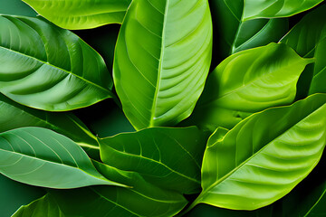 The image presents a cluster of fresh green leaves arranged against a dark green background. The leaves have a rich texture with visible veins and a glossy surface. 