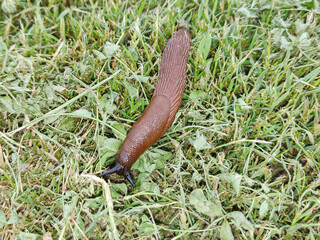 Slug in the grass in Romania