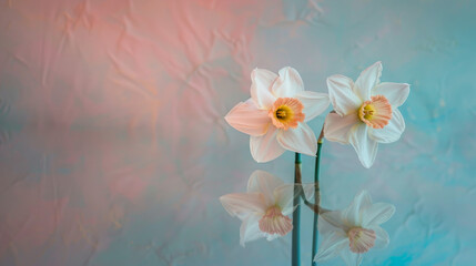 A lovely Narcissus flower stares at its reflection in a mirror against a soft blue and pink background. This image represents self-love and standing out from the crowd.