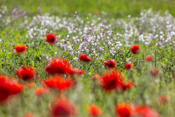 Fototapeta premium Pretty white campion flowers in rural Sussex, with defocused poppies in the foreground