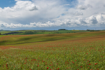 A rolling South Downs landscape near Ditchling Beacon, with poppies in bloom in the fields