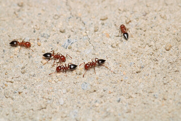 Black carpenter ant macro photo