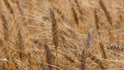 Golden ears of ripe wheat against the background of a wheat field. Cultivation and harvesting of early grain crops. Organic wheat. The concept of food security.