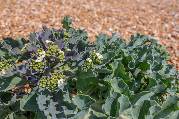 Sea kale with flowers on the beach of Folkestone, UK. Crambe maritima (common name sea kale,...