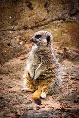 Fototapeta premium Meerkat sitting upright on rocky surface