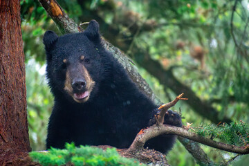 Black Bear Cubs Timber and Thorn © Jennifer