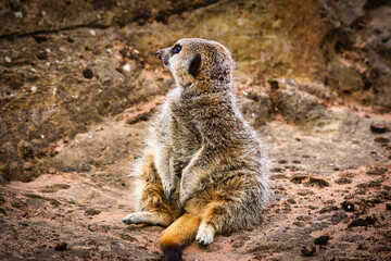 Meerkat sitting on rocky surface