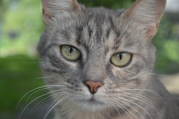Gray cat photo cat photo, macro shot beautiful cat pet
