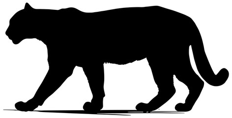Fototapeta premium Silhouette of a puma or mountain lion, in black, isolated 