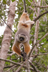 diademed sifaka hanging upside down
