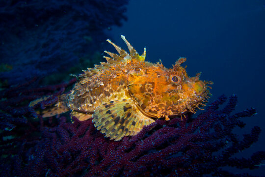 Gro&szlig;er Roter Drachenkopf (Scorpaena scrofa)  auf einer roten Gorgonie
