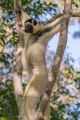 Verreaux's sifaka hanging in a tree