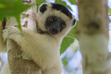 Sifaka portrait
