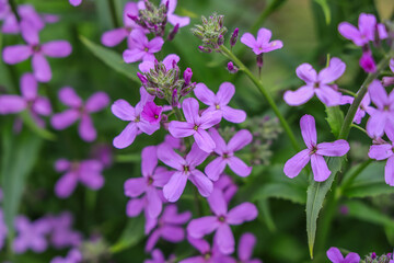 Hesperis matronalis is an herbaceous flowering plant species in the family Brassicaceae. common names including dame's rocket, damask-violet, dames-wort, dame's gilliflower, sweet rocket.