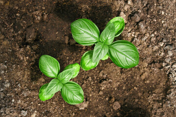 Close-up of two young fresh basil plants in the ground. Ocimum basilicum in the garden.