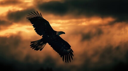 Capture the essence of a majestic eagle with a sleek 2d silhouette