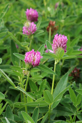 Clover middle (Trifolium medium) blooms in a meadow among grasses