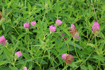 Fototapeta premium Clover middle (Trifolium medium) blooms in a meadow among grasses