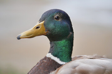 Obraz premium Mallard duck at Maplewood Mudflats Wild Bird Trust during a spring season in North Vancouver, British Columbia, Canada