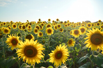Obraz premium A field of sunflowers is in full bloom, with many of them facing the camera