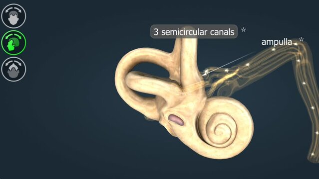 Functioning of the semicircular canals and mechanism of balance in human body