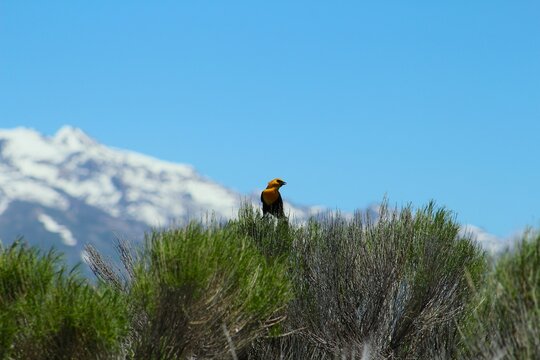 Yellow Faced Black Bird in Elko Nevada