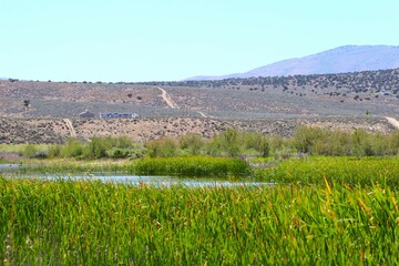 Fototapeta premium Yellow Faced Black Bird in Elko Nevada