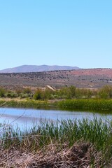Yellow Faced Black Bird in Elko Nevada