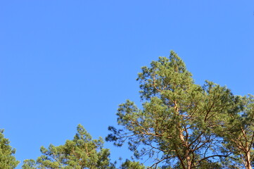 Forest nature, path in a pine forest, Ukrainian forest, nature, pine trees landscape trees in the middle of the sky contrast