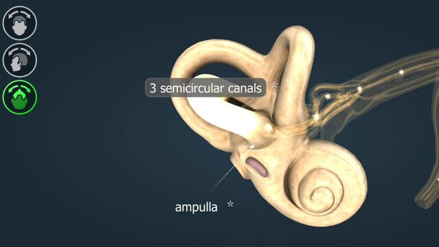 Functioning of the semicircular canals for balance in the body