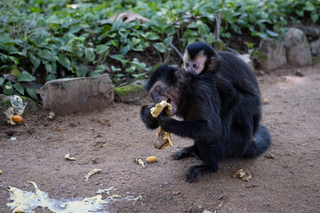 Mother monkey and baby monkey eating a fruit on the ground