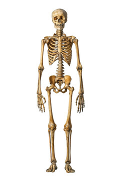human skeleton isolated on transparent background ,fullbody skeleton anatomy png ,generative ai