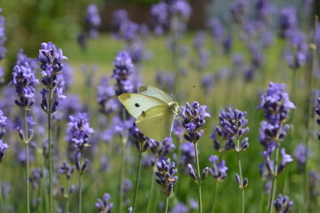 A yellow butterfly sits on purple lavender flowers, a yellow spotted butterfly, background macro photo